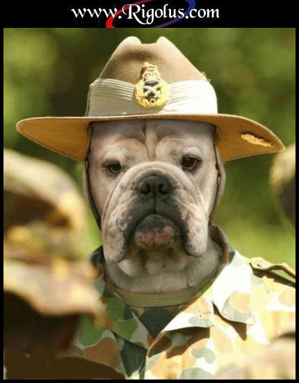 mdrrrrrrr  !! le chien